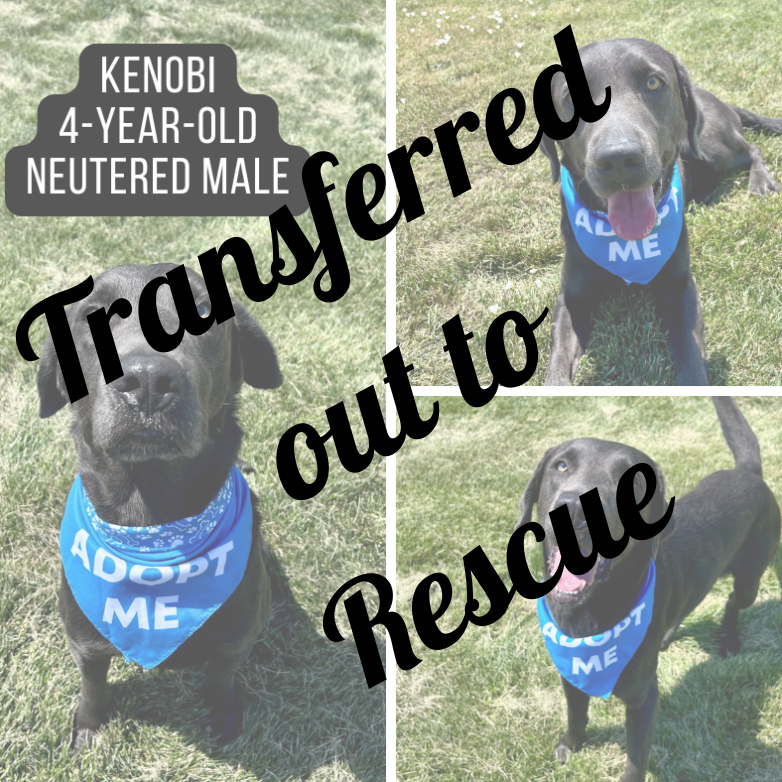 Kenobi - Transferred out to Rescue